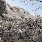 こんにちは、さゆりです🌼