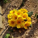 こんにちは、さゆりです🌼