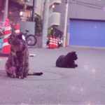 こんばんわに🐊🌟