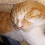 とある女の子を見て大宮のリフレ店員が物思う【大宮JKリフレ】