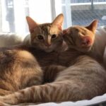 制服グループが６周年らしいぜ！？【大宮JKリフレ】