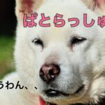 大宮店の店長が制服グループの偉い人に怒られた話【大宮JKリフレ】