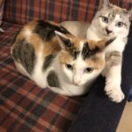 お客様だけ。そのオンリーワンに価値がある【大宮JKリフレ】