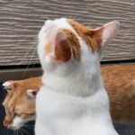 ６月ランキング発表だあああああ！！【大宮JKリフレ】