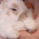 ♡ぽむ出勤してます♡