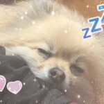 🐣はー❤︎本日🐣