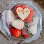 あんず退勤とお知らせ🕊