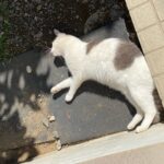 出勤のお知らせ⁉️